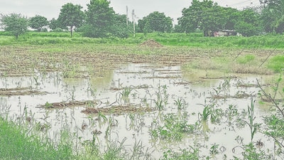 Crops in Beed completely damaged after the Marathwada region experienced very heavy rainfall on Tuesday. The drought-prone region sees 31% excess rainfall. (Laxman Narnale/HT) Crops in Beed completely damaged after the Marathwada region experienced very heavy rainfall on Tuesday. The drought-prone region sees 31% excess rainfall. (Laxman Narnale/HT)