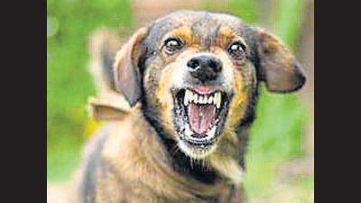 During the camps, Ludhiana health department officials apprised the participants that a person can be infected with rabies if they are bitten by any animal including cat, dog, bat, mouse and rabbit. (Getty Images/iStockphoto)