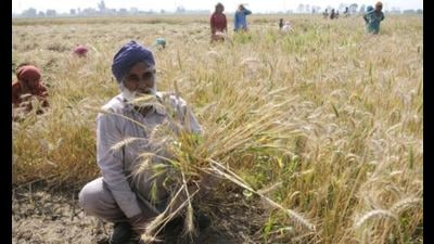 The administration claims that Moga is the first district of Punjab to purchase baler for farmers to compress paddy stubble.