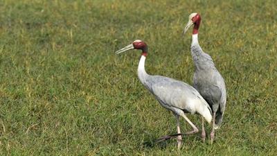 A pair of sarus cranes at the Dhanauri Wetland in Greater Noida. In June 2021, the district forest department conducted a summer census wherein the officials recorded a total of 142 sarus cranes -- 122 adults and 18 chicks -- across five forest ranges and wetlands in Gautam Budh Nagar. (Virendra Singh Gosain/HT PHOTO) A pair of sarus cranes at the Dhanauri Wetland in Greater Noida. In June 2021, the district forest department conducted a summer census wherein the officials recorded a total of 142 sarus cranes -- 122 adults and 18 chicks -- across five forest ranges and wetlands in Gautam Budh Nagar. (Virendra Singh Gosain/HT PHOTO)