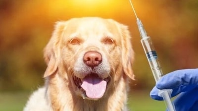 A dog bite can be treated. (Shutterstock)