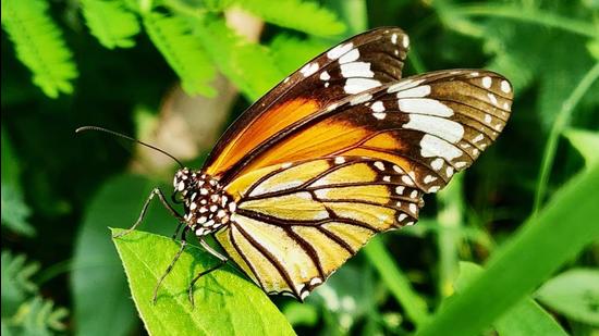 In the first butterfly survey conducted in the Aravallis, officials spotted the striped tiger butterfly, besides 59 other species. (Haryana wildlife department)