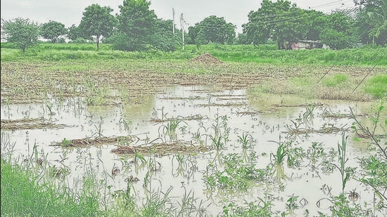 Drought-prone Marathwada Sees 31% Excess Rainfall - Hindustan Times