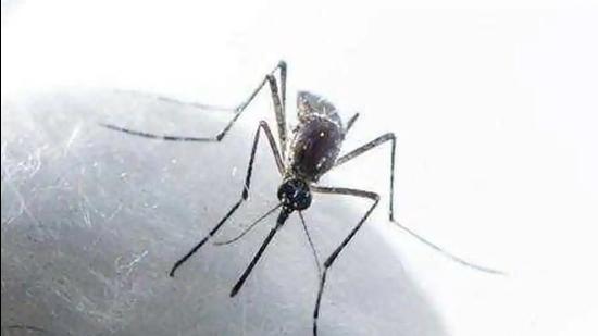 The cases of dengue, a mosquito-borne viral disease, started spiralling in September after spells of rain in Chandigarh. (Image for representational purpose) The cases of dengue, a mosquito-borne viral disease, started spiralling in September after spells of rain in Chandigarh. (Image for representational purpose)