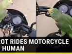Parrot’s reaction on riding motorcycle with human is wholesome to watch Parrot’s reaction on riding motorcycle with human is wholesome to watch