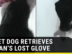 Sweet dog retrieves human’s lost glove while walking in the forest Sweet dog retrieves human’s lost glove while walking in the forest