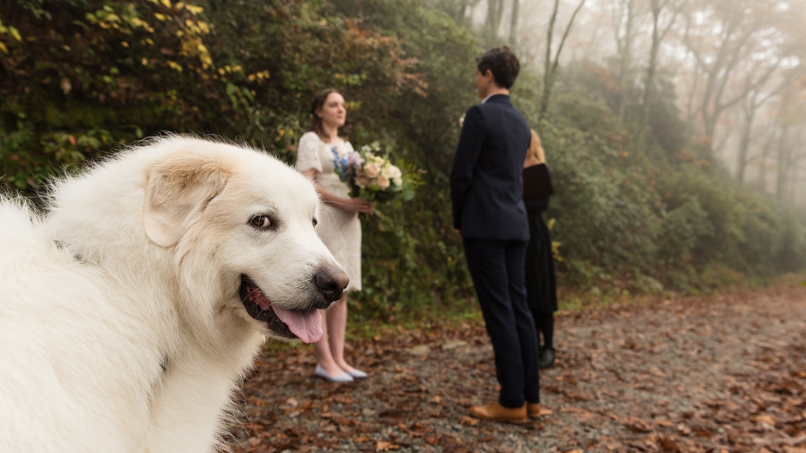 День когда стала собакой. Овчарка на свадьбе. Как стать собакой в реальной жизни. Бриер собаки. Принц стал собакой.