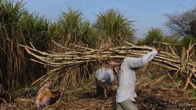 Maharashtra’s highest sugar production registered so far is 10.72 million tonnes in 2018-19, when the area under cultivation was 1.16 millon hectares, the highest until now (AFP) Maharashtra’s highest sugar production registered so far is 10.72 million tonnes in 2018-19, when the area under cultivation was 1.16 millon hectares, the highest until now (AFP)