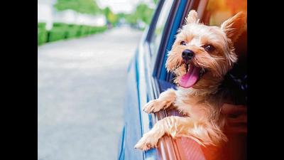 Many travel companies are taking the leap and introducing new features on their booking portals to make it easier to find pet-friendly accommodations (Photo: Shutterstock) Many travel companies are taking the leap and introducing new features on their booking portals to make it easier to find pet-friendly accommodations (Photo: Shutterstock)