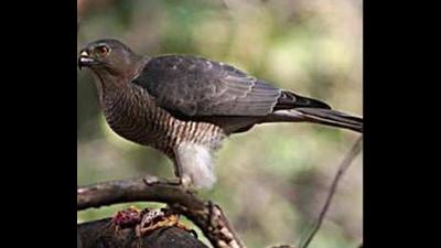 Shikra derives its name from the Urdu word shikari or hunter and is a small raptor from the family to which Punjab’s state bird, the northern goshawk or baaz, belongs. (HT file photo) Shikra derives its name from the Urdu word shikari or hunter and is a small raptor from the family to which Punjab’s state bird, the northern goshawk or baaz, belongs. (HT file photo)