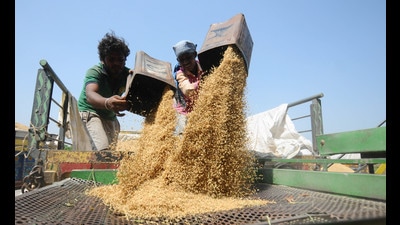 Farmers drying their paddy Chandigarh, September, 29, 2020. (Ravi Kumar/Hindustan Times) Farmers drying their paddy Chandigarh, September, 29, 2020. (Ravi Kumar/Hindustan Times)