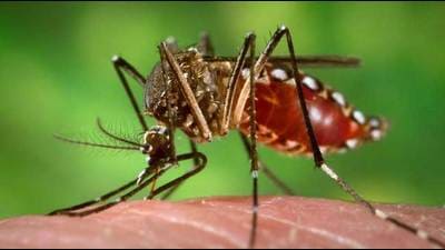 House owners have also been warned and asked to remove source of mosquito breeding from their houses immediately to check dengue cases in Lucknow. (Photo for representation only)