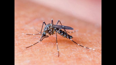 The total number of dengue cases reported from Ludhiana has reached 166. (Representative image )