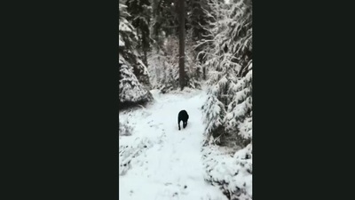 The dog walking on a snow-covered path. (Jukin Media)