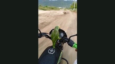 Parrot riding a motorcycle with its human. (Jukin Media)