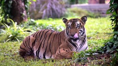 As it was injured, the tiger fell into the trap by forest officials late Tuesday, the Tamil Nadu police said (Anshuman Poyrekar/HT Photo)