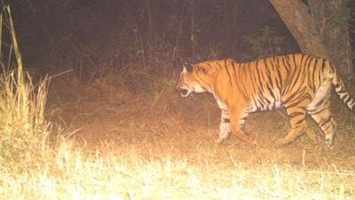 Camera trap image of the male tiger that was translocated from Corbett to Rajaji in January this year. (HT FIle Photo) Camera trap image of the male tiger that was translocated from Corbett to Rajaji in January this year. (HT FIle Photo)
