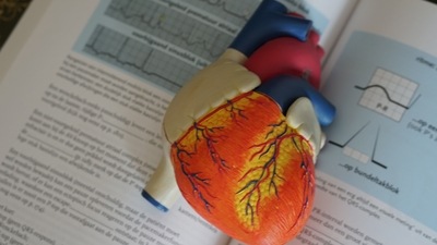 World Heart Day 2021: Balanced lifestyle reduces heart disease risk in young adults (Unsplash) World Heart Day 2021: Balanced lifestyle reduces heart disease risk in young adults (Unsplash)