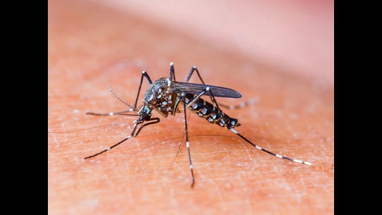 The total number of dengue cases reported from Ludhiana has reached 166. (Representative image )