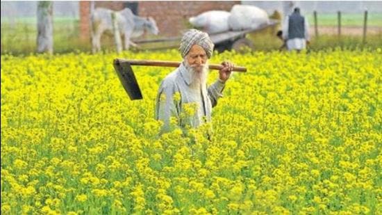 A farmer inspecting his mustard crop in Punjab. India is equipped to become self-reliant in edible oil production. It has the suitable natural conditions to produce several nutritious oilseeds, including groundnut, mustard and cottonseed. (Representative photo) A farmer inspecting his mustard crop in Punjab. India is equipped to become self-reliant in edible oil production. It has the suitable natural conditions to produce several nutritious oilseeds, including groundnut, mustard and cottonseed. (Representative photo)