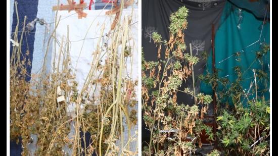 According to police, <span class='webrupee'>₹</span>1 crore worth of hydroponic marijuana and LSD were seized during the raid. Police have also arrested four men, including two Iranian nationals during the raid (HT Photo) According to police, <span class='webrupee'>₹</span>1 crore worth of hydroponic marijuana and LSD were seized during the raid. Police have also arrested four men, including two Iranian nationals during the raid (HT Photo)