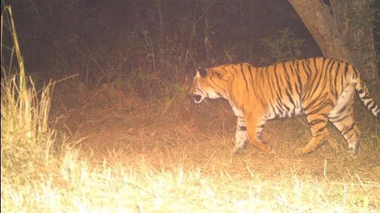 Camera trap image of the male tiger that was translocated from Corbett to Rajaji in January this year. (HT FIle Photo)