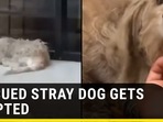 RESCUED STRAY DOG GETS ADOPTED