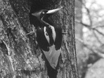 The United States on September 29, 2021 declared 23 species extinct, including one of the world's largest woodpeckers dubbed the 