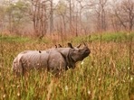 The Greater one-horned rhinoceros, listed as ‘vulnerable’ on the IUCN Red List, seen in this photo at the Orang National Park in Assam. (Nejib Ahmed / Photo via Creative Commons) The Greater one-horned rhinoceros, listed as ‘vulnerable’ on the IUCN Red List, seen in this photo at the Orang National Park in Assam. (Nejib Ahmed / Photo via Creative Commons)