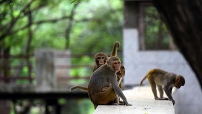 Nearly 20 monkeys were found dead after they were allegedly poisoned on Wednesday near RN Jalappa Hospital, Bypass road in Kolar district in Karnataka. (/HT PHOTO) Nearly 20 monkeys were found dead after they were allegedly poisoned on Wednesday near RN Jalappa Hospital, Bypass road in Kolar district in Karnataka. (/HT PHOTO)