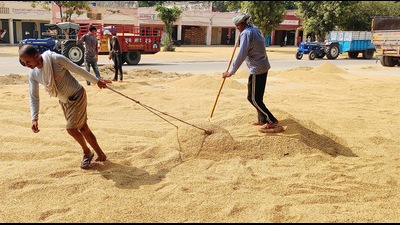 Keeping in interests of farmers in mind and to avoid any inconvenience to them, it has been decided that paddy procurement under the MSP will now commence in Haryana from October 11. (HT File)