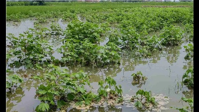 The crop damage assessment for cotton will be done in 18 districts (except Panchkula, Ambala, Kurukshetra and Yamunanagar) while the crop damage assessment for moong will be done in all districts of Haryana. (HT File)