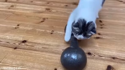 The image shows the cute cat with dumbbells. (Instagram/@misan3443)