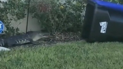 The image taken from the viral video shows the man catching the alligator. (Screengrab)