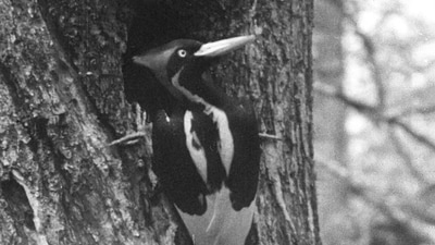 The United States on September 29, 2021 declared 23 species extinct, including one of the world's largest woodpeckers dubbed the "Lord God Bird." The announcement came via the Fish and Wildlife Service (FWS), which proposed to remove the birds, mussels, fish, as well as a plant and fruit bat from Endangered Species Act protections because government scientists have given up on ever finding them again.&nbsp; (AFP)