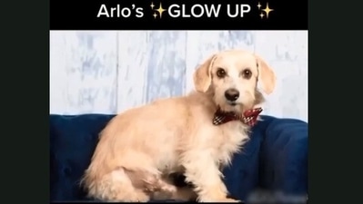 The viral video tells a heartwarming tale of a stray dog. &nbsp; (Jukin Media)