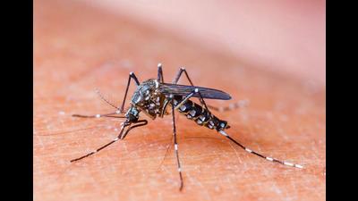 Of the total dengue cases reported from Ludhiana, 154 were reported from city areas, while others were from Payal, Khanna, Sudhar, and Sahnewal among other areas. (Representative image)