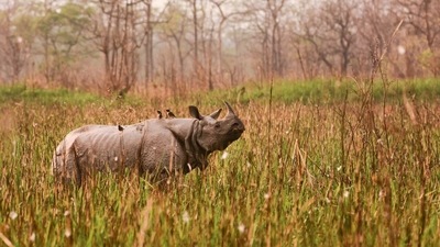 The Greater one-horned rhinoceros, listed as ‘vulnerable’ on the IUCN Red List, seen in this photo at the Orang National Park in Assam. (Nejib Ahmed / Photo via Creative Commons) The Greater one-horned rhinoceros, listed as ‘vulnerable’ on the IUCN Red List, seen in this photo at the Orang National Park in Assam. (Nejib Ahmed / Photo via Creative Commons)