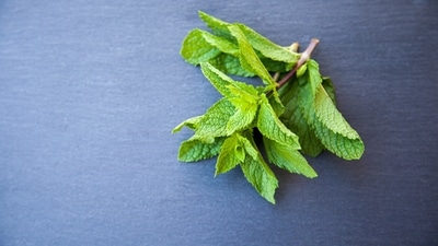 Have peppermint Tea: Having a cup of peppermint tea before each meal can help treat irritable bowel syndrome, including gas. You can also visit a doctor and start taking supplements. (Unsplash)