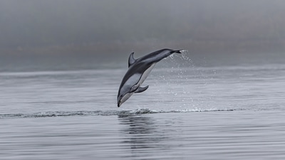 Dolphin Safari: Spotting dolphins is not something we get to do every day so whenever you are in Goa next make sure to go for a cruise ride just to catch a sight of dolphins. (Unsplash) Dolphin Safari: Spotting dolphins is not something we get to do every day so whenever you are in Goa next make sure to go for a cruise ride just to catch a sight of dolphins. (Unsplash)