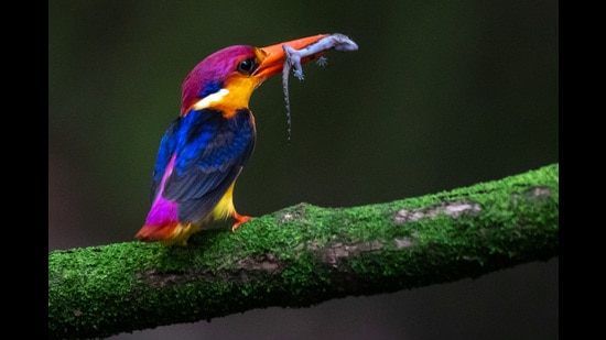 Oriental Dwarf Kingfisher. This tiny bird been declared as the bird of Raigad district in order to boost tourism (HT FILE PHOTO)