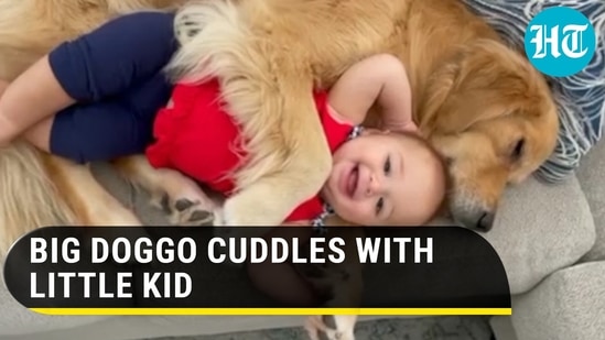 BIG DOGGO CUDDLES WITH LITTLE KID
