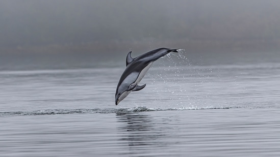 Dolphin Safari: Spotting dolphins is not something we get to do every day so whenever you are in Goa next make sure to go for a cruise ride just to catch a sight of dolphins.(Unsplash)