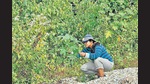 Ananya Mondal won the rich media award for the Wiki Loves Butterfly project, 252 new pages and 2,600 images so far. Ananya Mondal won the rich media award for the Wiki Loves Butterfly project, 252 new pages and 2,600 images so far.