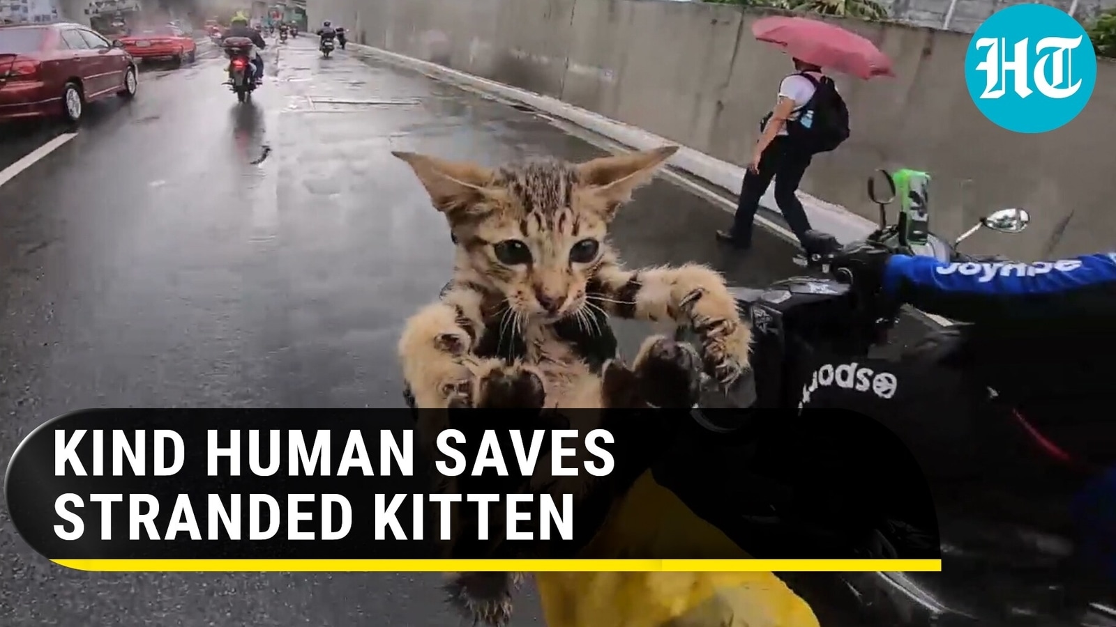 Motorcycle rider saves stranded kitten, rescue video wins hearts ...