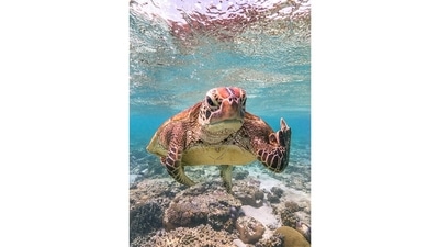 Terry the turtle flipping the bird, Australia: Wildlife photographer Mark Fitzpatrick was snorkelling at Lady Elliot Island when he came across Terry. He took a number of photos and swam away to explore the beautiful lagoon. “Terry didn't take too kindly to me just swimming off and appeared to flip me the bird as I left!” Fitzpatrick says on his website. This image won the overall Comedy Wildlife Photography award for 2020. (Mark Fitzpatrick / Comedy Wildlife Photography Awards 2020 ) Terry the turtle flipping the bird, Australia: Wildlife photographer Mark Fitzpatrick was snorkelling at Lady Elliot Island when he came across Terry. He took a number of photos and swam away to explore the beautiful lagoon. “Terry didn't take too kindly to me just swimming off and appeared to flip me the bird as I left!” Fitzpatrick says on his website. This image won the overall Comedy Wildlife Photography award for 2020. (Mark Fitzpatrick / Comedy Wildlife Photography Awards 2020 )