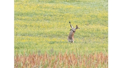 Operatic Warm Ups: A kangaroo captured in Perth, Australia, looks just like a soprano practicing high notes. (Lee Scadden, Australia / Comedy Wildlife Photography Awards 2021) Operatic Warm Ups: A kangaroo captured in Perth, Australia, looks just like a soprano practicing high notes. (Lee Scadden, Australia / Comedy Wildlife Photography Awards 2021)