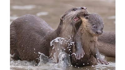 Time for school: This young smooth-coated otter in Singapore looks like he has no say over where he’s headed, just like a sulky toddler on a first day of school. We’ve all been there, little one. (Chee Kee Teo, Singapore / Comedy Wildlife Photography Awards 2021) Time for school: This young smooth-coated otter in Singapore looks like he has no say over where he’s headed, just like a sulky toddler on a first day of school. We’ve all been there, little one. (Chee Kee Teo, Singapore / Comedy Wildlife Photography Awards 2021)