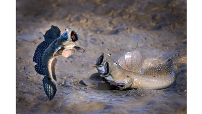 See who jumps high: A mudskipper in Taiwan has talent and is not afraid to show it. (Chu Han Li, Taiwan / Comedy Wildlife Photography Awards 2021) See who jumps high: A mudskipper in Taiwan has talent and is not afraid to show it. (Chu Han Li, Taiwan / Comedy Wildlife Photography Awards 2021)