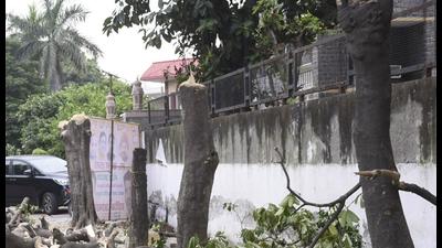 The four trees belonged to the alstonia genus and were growing outside a sealed house adjacent to Verma’s home in Sector 9 of Raj Nagar, a prime locality. (Sakib Ali/HT photo) The four trees belonged to the alstonia genus and were growing outside a sealed house adjacent to Verma’s home in Sector 9 of Raj Nagar, a prime locality. (Sakib Ali/HT photo)